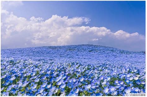 Indahnya Taman Bunga Hitachi Seaside Park Di Jepun - Tabek Puang