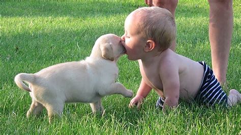 Labrador Retriever Puppy & Baby become friends | Baby Cute. - YouTube