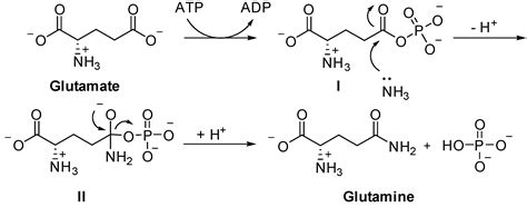 Molecules | Free Full-Text | Inhibition of Glutamine Synthetase: A Potential Drug Target in ...