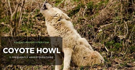 5 Frequently Asked Questions About Coyote Howl - An Ultimate Answers