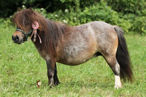 American Shetland Pony: Horse Breed Profile and Information