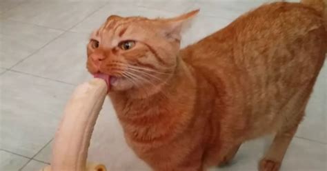 Adorable video shows Mao the cat trying to eat a banana - Irish Mirror ...