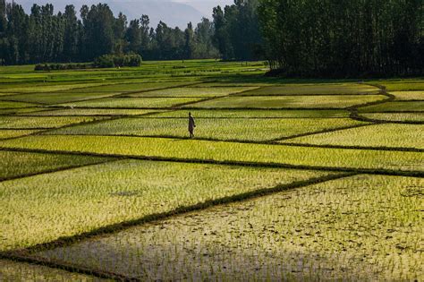 Paddy fields in Jammu and Kashmir. Credit: sandeepachetan/Flickr CC BY-NC-ND 2.0 | Train journey ...