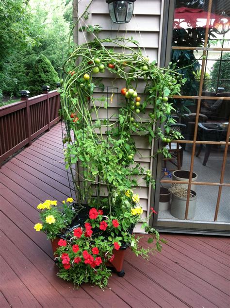 Campari Tomato art on deck planter.... | Deck planters, Plants, Vegetable garden