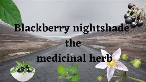 Blackberry Nightshade --- The Medicinal Herb - YouTube