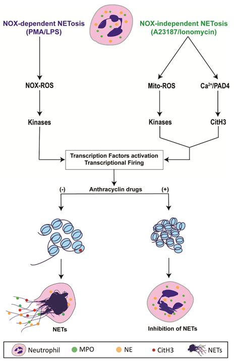 Diagrammatic illustration shows NETosis regulation by anthracyclines ...