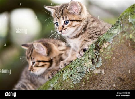 Tabby kittens playing outside in a wood, UK Stock Photo - Alamy