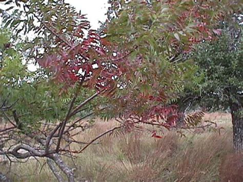 Natives of Texas -- Prairie Flameleaf Sumac