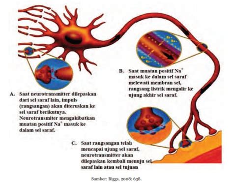 Gambar Sel Saraf Manusia – pulp