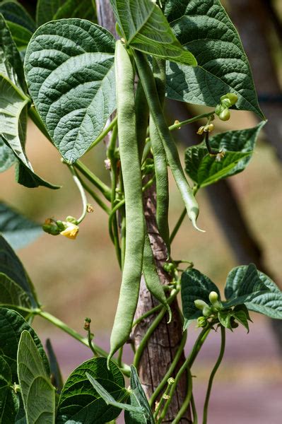 White Half Runner Beans | Rohrer Seeds