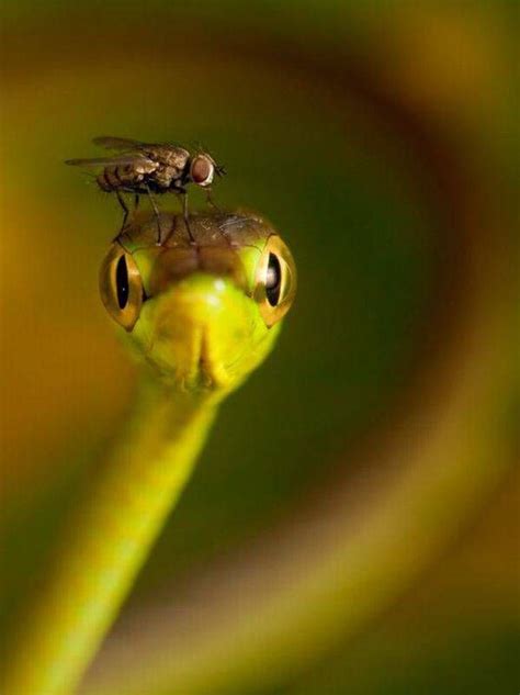 17 Best images about Insect face on Pinterest | Welding goggles, Jumping spider and Aliens