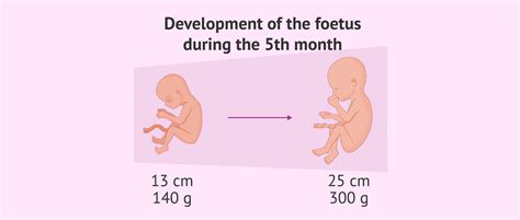 Baby development in the fifth month of pregnancy