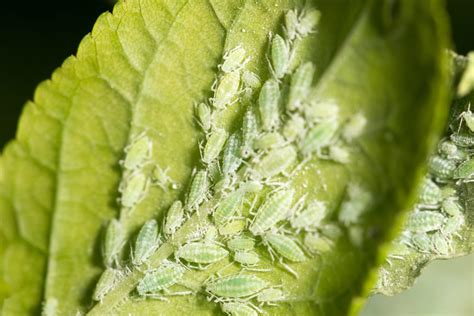 FARK.com: (12912602) Aaaaaannnnnd...here come the winged aphids