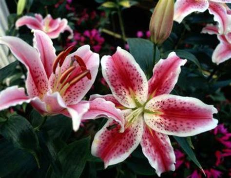 Oriental Lily Care and Propagation Instructions | Growing lilies, Oriental lily, Lily care