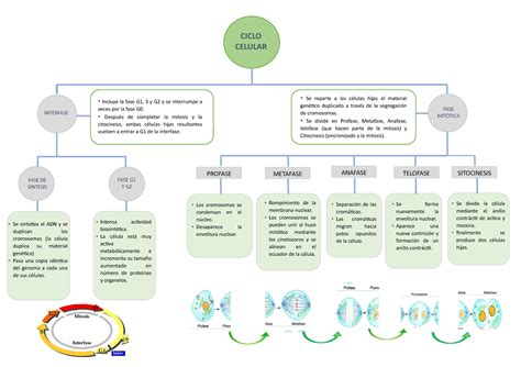 Etapas De La Interfase Del Ciclo Celular Consejos Celulares Images