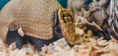 Three-banded Armadillo - Virginia Zoo