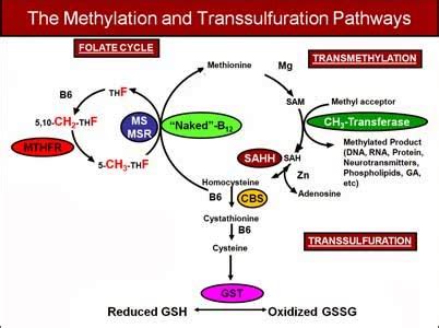 MTHFR gene mutation