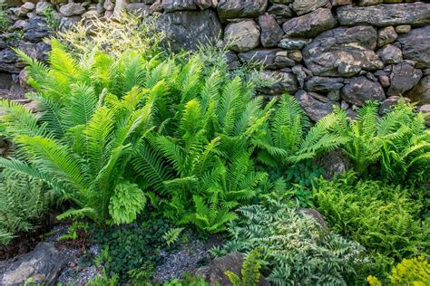 Best Ferns for Your Garden | Better Homes & Gardens