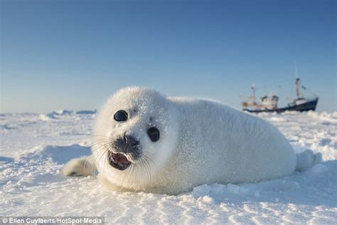 Photographer Ellen Cuylaerts captures baby seals days old rolling in the snow | Daily Mail Online