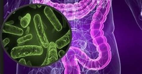 Groundbreaking Study Uncovers How Gut Microbes Act on Emotional ...