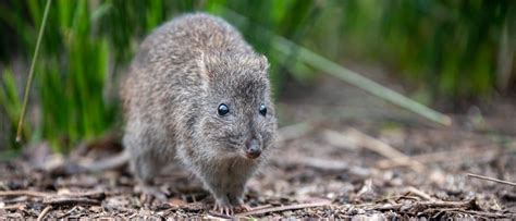 Potoroo - A-Z Animals