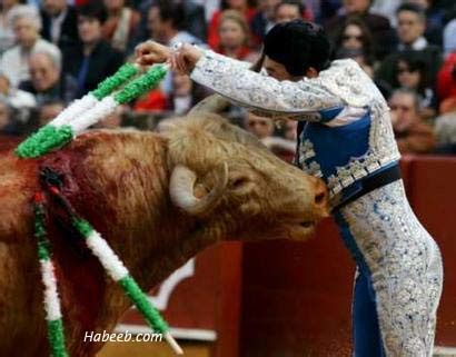 Matador Bullfight Photos