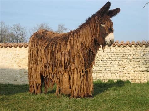 The Poitou donkey - one of the rarest donkey breeds on Earth. Amazing Animals, Unusual Animals ...