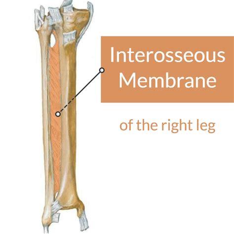 Interosseous Membrane of Leg: Fascial Release [VIDEO] - Capable Body