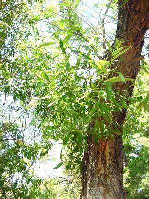 Red Willow Bark Herbal Tincture - Earth Circle Creations