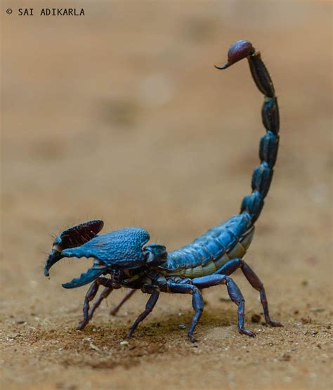 Scorpion.. :) by Sai Adikarla / 500px | Blue scorpion, Scorpion, Bugs ...