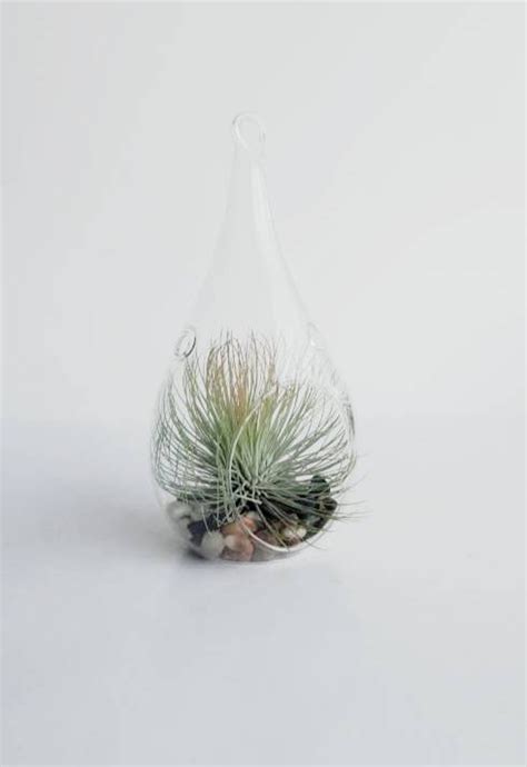 Hanging Terrarium / Air Plant / Tillandsia Andreana / Holiday - Etsy