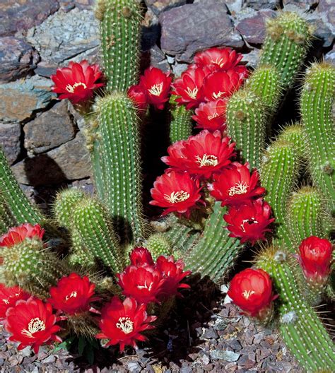 Red Torch-Echinopsis huasha | Cactus plants, Blooming cactus, Cactus