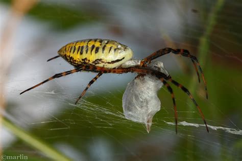 Garden Orb Weaver Spider Web | Fasci Garden