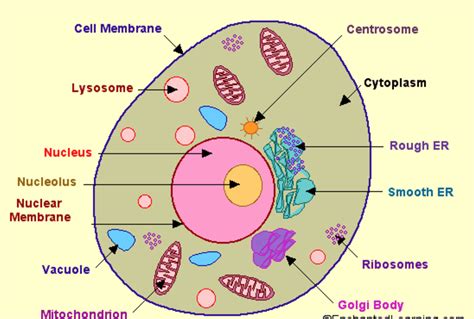 [DIAGRAM] Parts Of A Cell Diagram - MYDIAGRAM.ONLINE