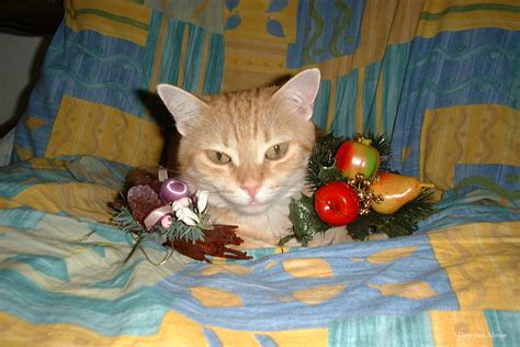 Christmas Cat Free Stock Photo - Public Domain Pictures