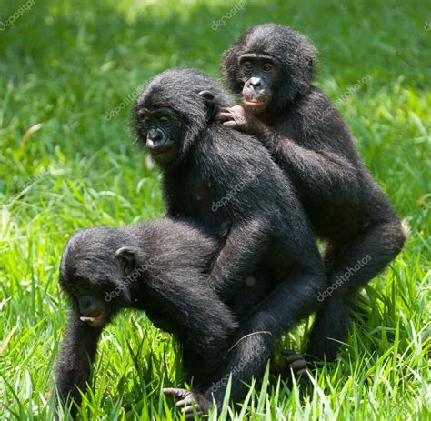 Scimmie Bonobo - Foto Stock: Foto, Immagini © GUDKOVANDREY 94266144 | Depositphotos