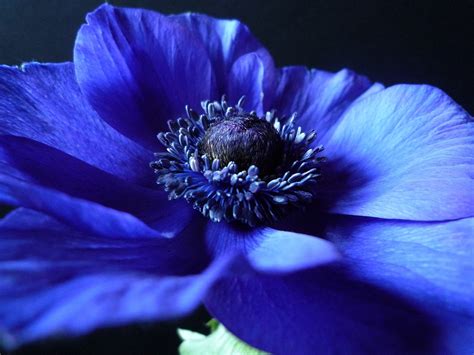 Fondos de pantalla : negro, fotografía, púrpura, azul, Pétalos, Anémona, flor, fondo, flora ...