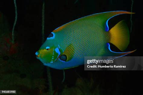 462 Queen Angelfish Stock Photos, High-Res Pictures, and Images - Getty ...