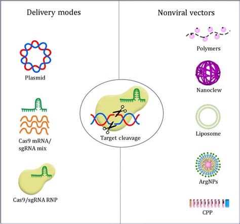 Delivery of CRISPR-Cas9: Cargo, Vehicles, Challenges, and More