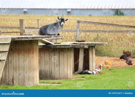 Shelter for Farm Animals stock image. Image of farm - 197913471