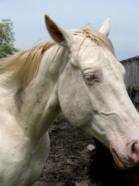 White Horse Closeup Free Stock Photo - Public Domain Pictures