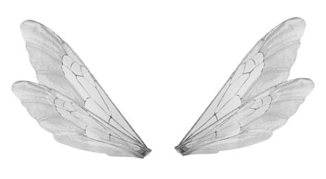 Transparent Realistic Fairy Wings Png | Images and Photos finder