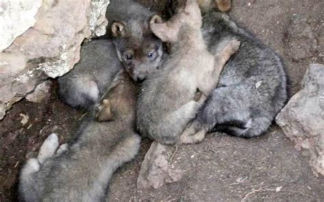 In the News: Litter of Mexican Gray Wolf Pups Brings New Hope – Lobos ...