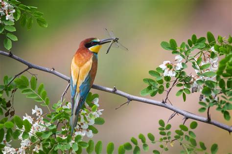 20 amazing Russian wildlife PHOTOS - Russia Beyond