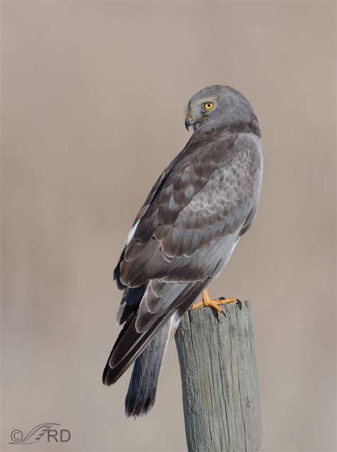 Northern Harrier Males – “Grey Ghosts” – Feathered Photography