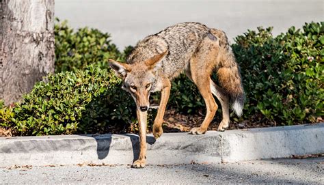 How coyote puppies adjust to life around people - Futurity