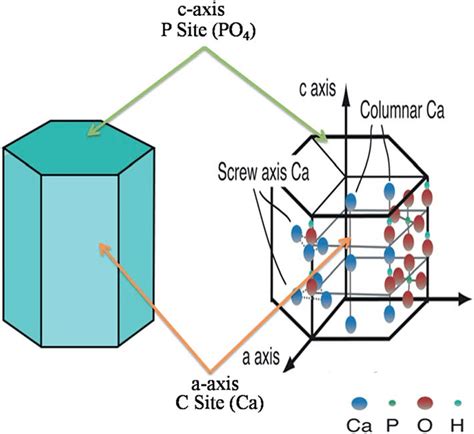 Hexagonal crystal structure of HA with " C " and " P " sites. The ...