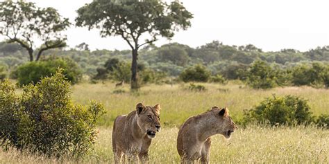 Kruger National Park: history and wildlife