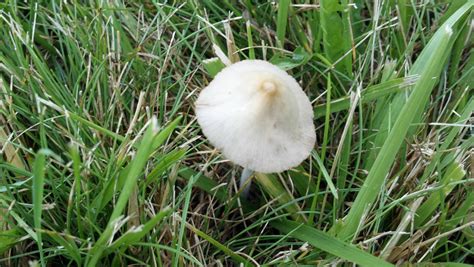 Top 80 of Backyard Mushroom Identification | wrintingspree