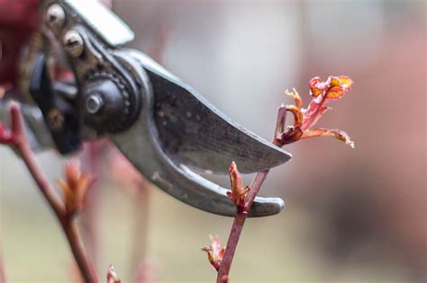 Pruning Rose Bushes Spring Work In A Backyard Pruning Shears And Bush Close Up Blurred ...